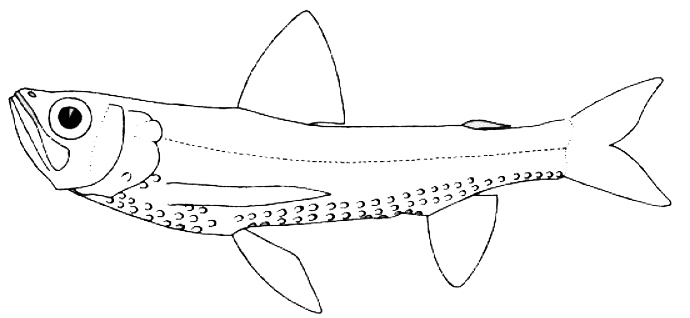 Neoscopelus microchir_01.jpg